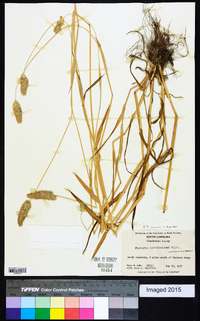 Phalaris caroliniana image