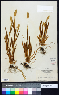 Phalaris caroliniana image