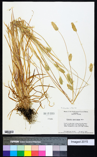 Phalaris caroliniana image