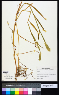 Phalaris caroliniana image