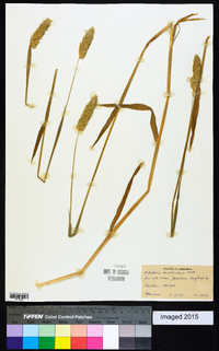 Phalaris canariensis image