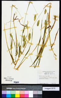 Phalaris caroliniana image