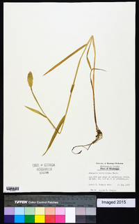 Phalaris caroliniana image