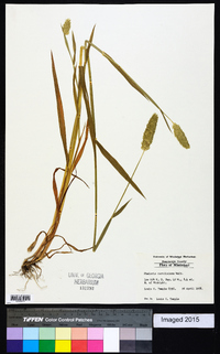 Phalaris caroliniana image