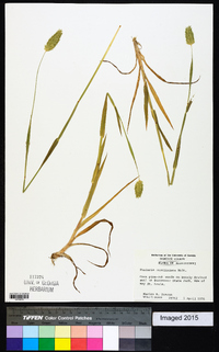 Phalaris caroliniana image