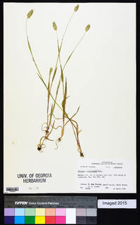 Phalaris caroliniana image