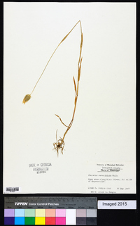 Phalaris caroliniana image