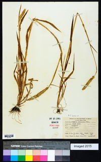 Phalaris caroliniana image