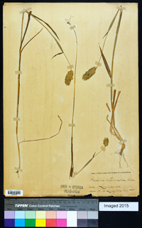 Phalaris caroliniana image