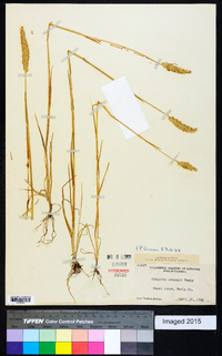 Phalaris lemmonii image