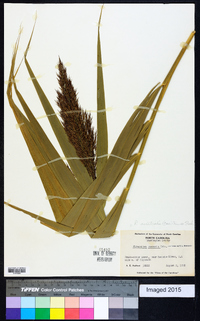 Phragmites australis image