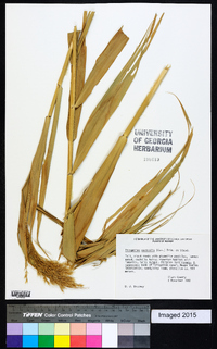 Phragmites australis image