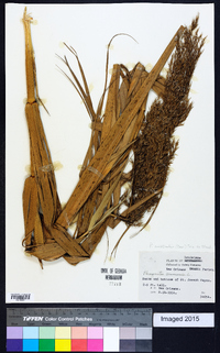 Phragmites australis image