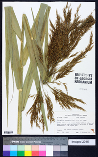 Phragmites australis image