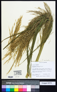 Phragmites australis image