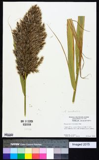 Phragmites australis image