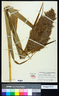 Phragmites australis image