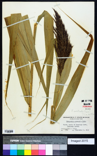 Phragmites australis image