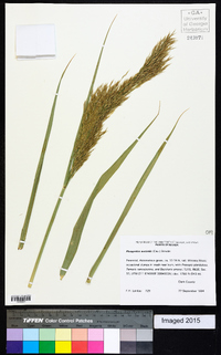 Phragmites australis image