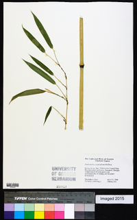 Phyllostachys aureosulcata image