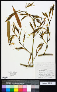 Phyllostachys bambusoides image