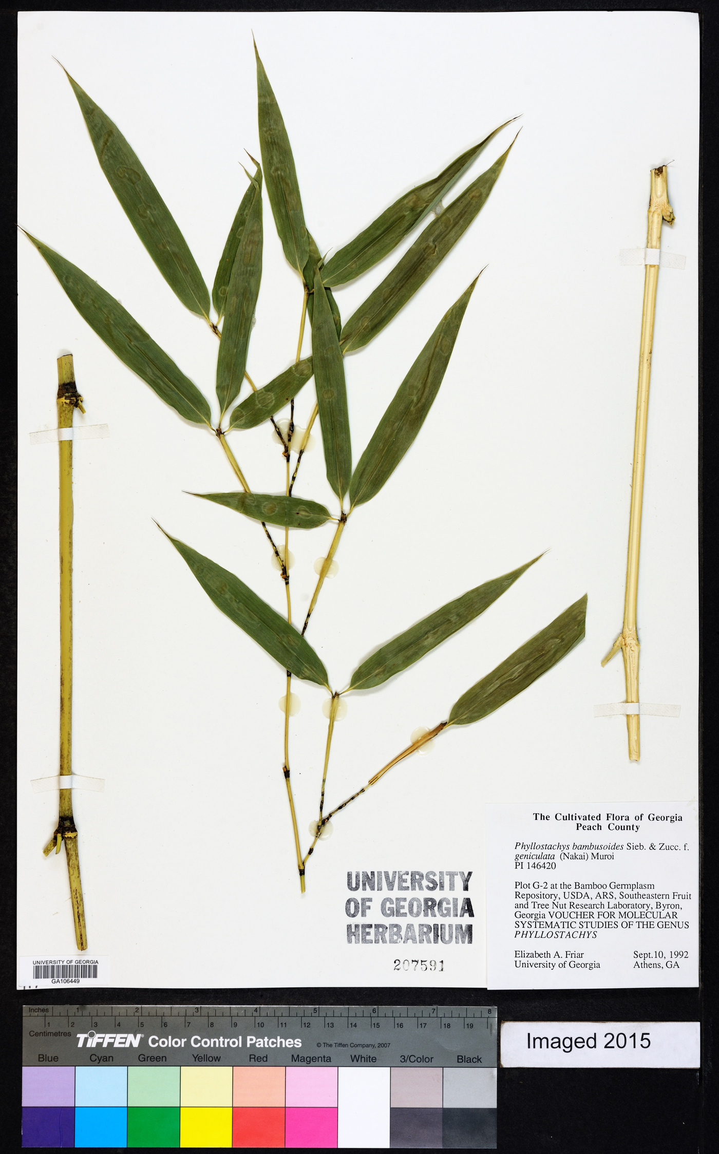 Phyllostachys bambusoides image