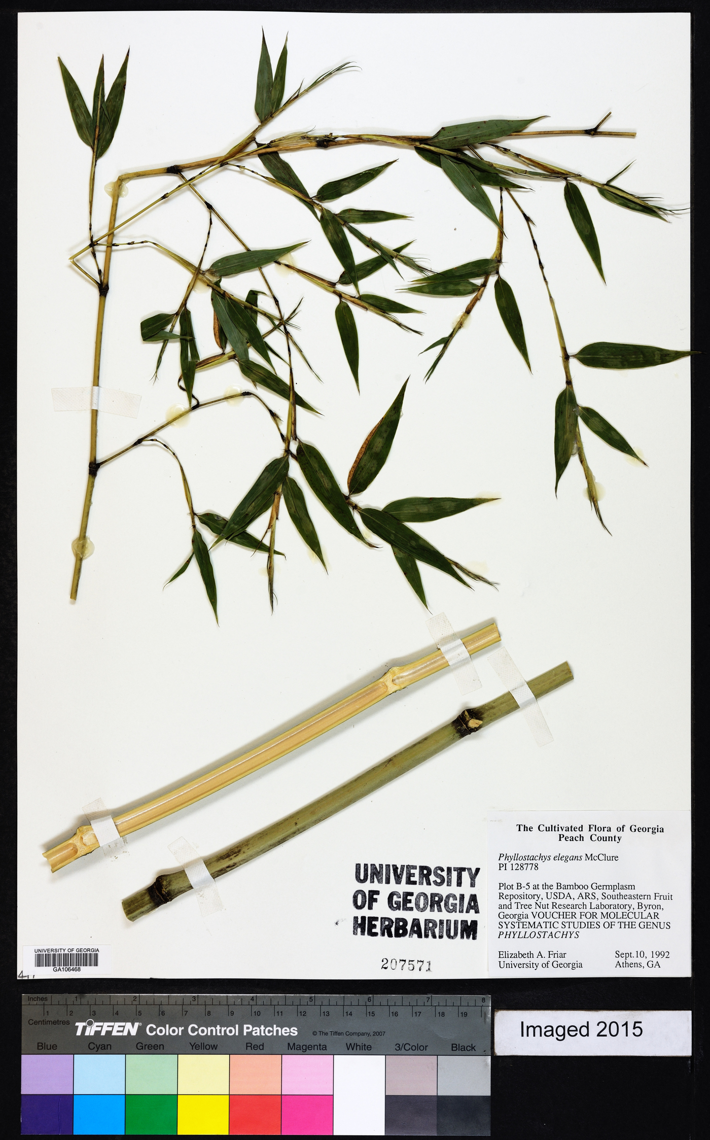 Phyllostachys elegans image