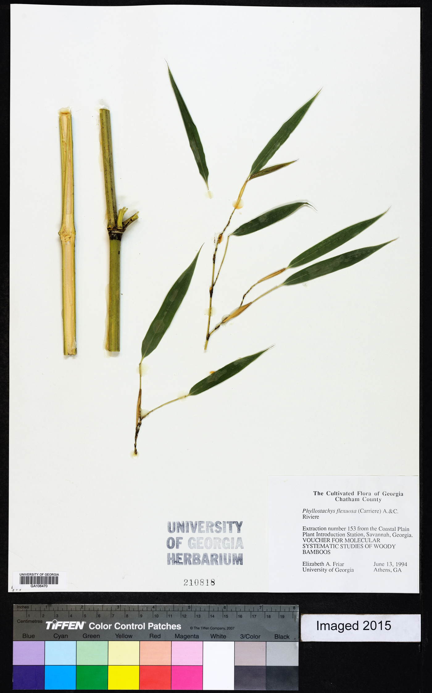 Phyllostachys flexuosa image