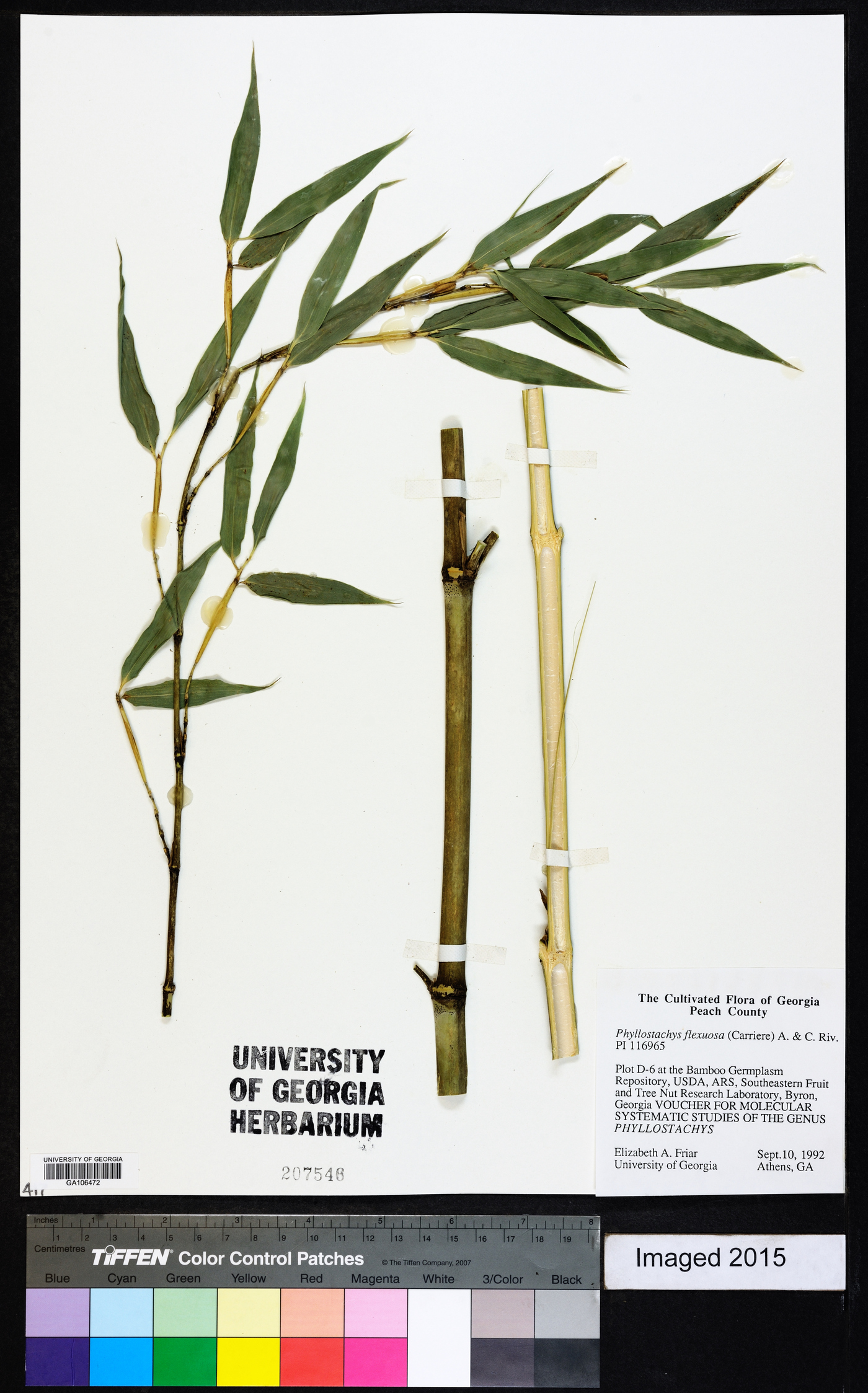 Phyllostachys flexuosa image