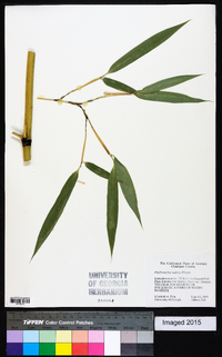 Phyllostachys makinoi image