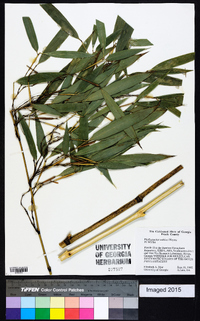 Phyllostachys makinoi image