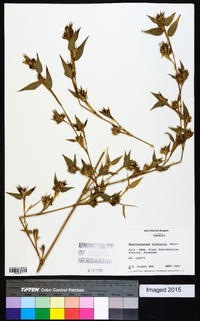 Phyllostachys nidularia image