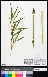 Phyllostachys nidularia image