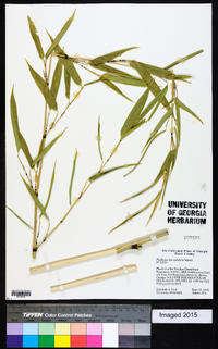 Phyllostachys nidularia image