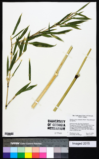 Phyllostachys nidularia image