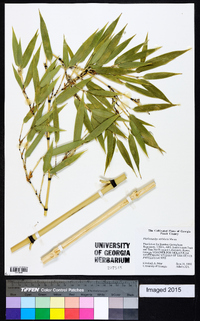 Phyllostachys nidularia image