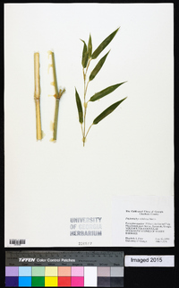 Phyllostachys nidularia image