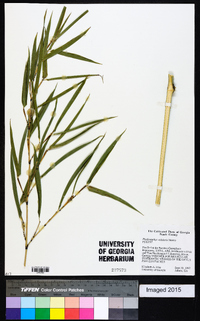 Phyllostachys nidularia image