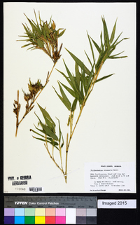 Phyllostachys nidularia image