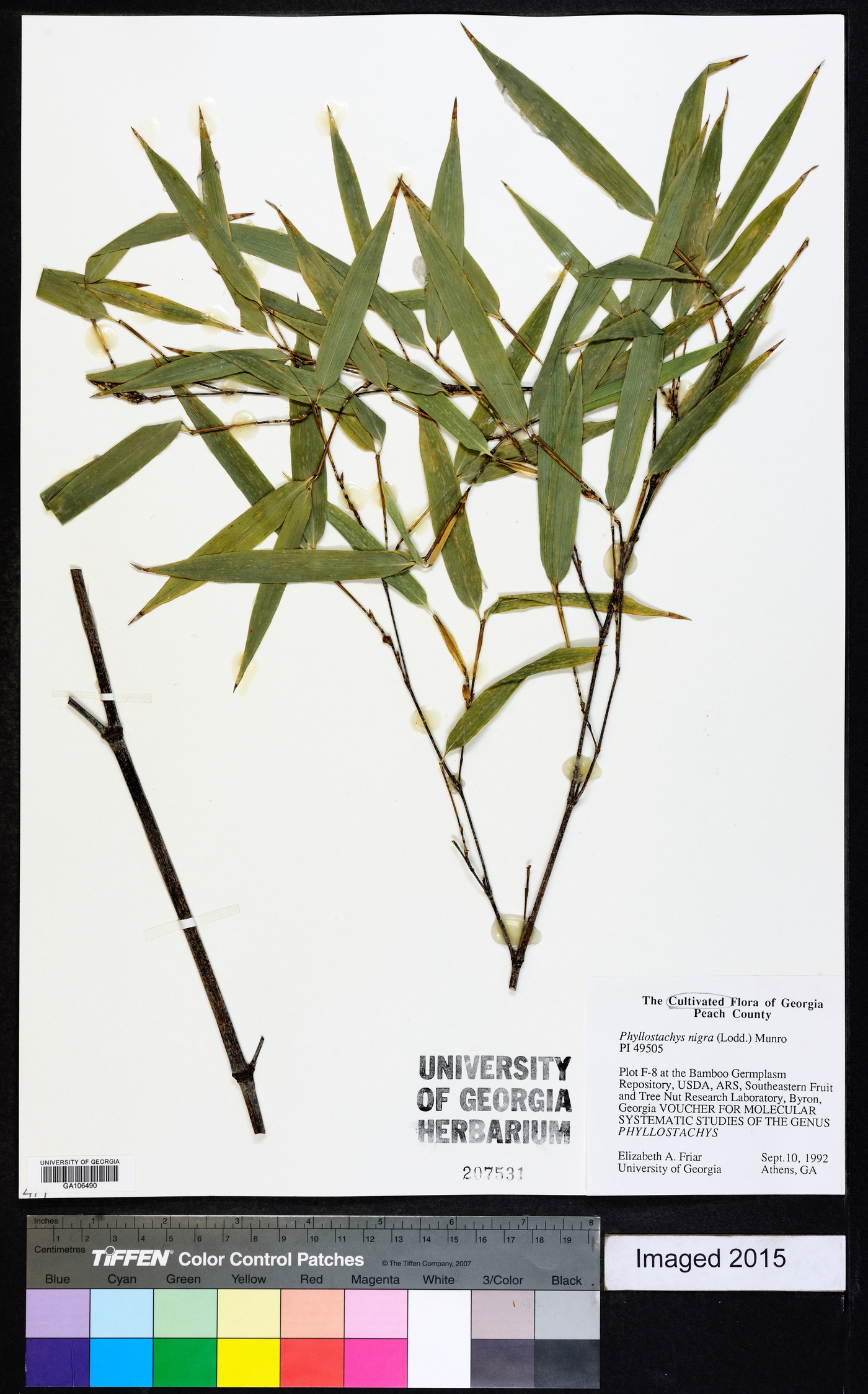 Phyllostachys nigra image