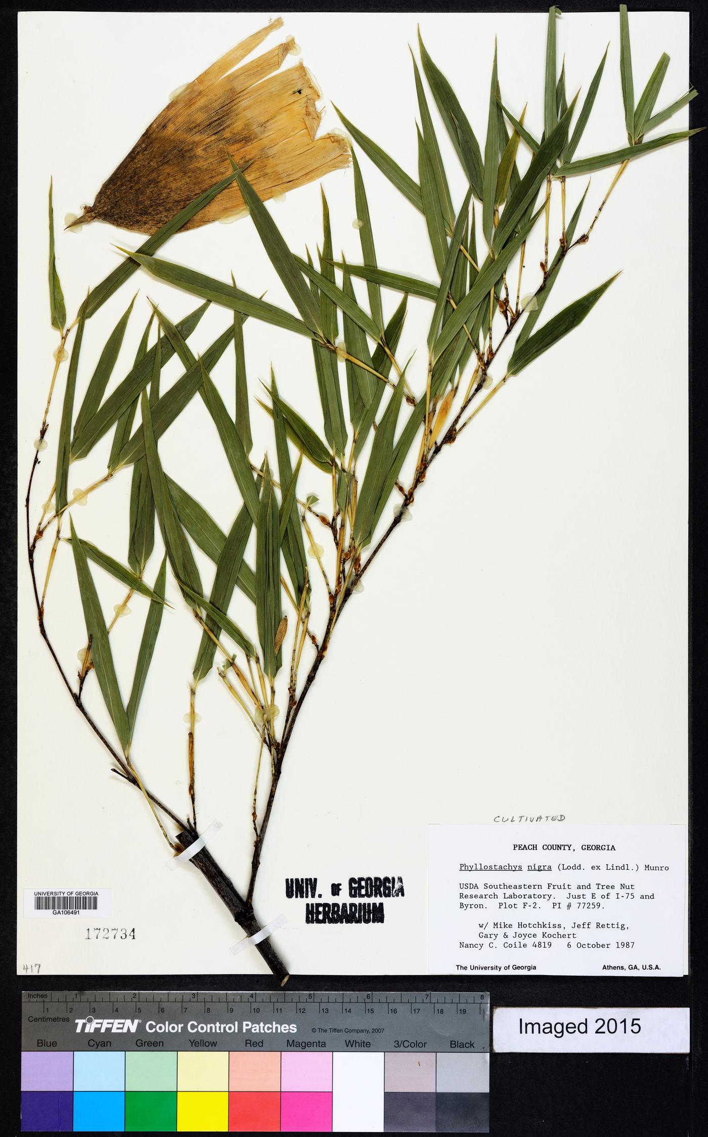 Phyllostachys nigra image