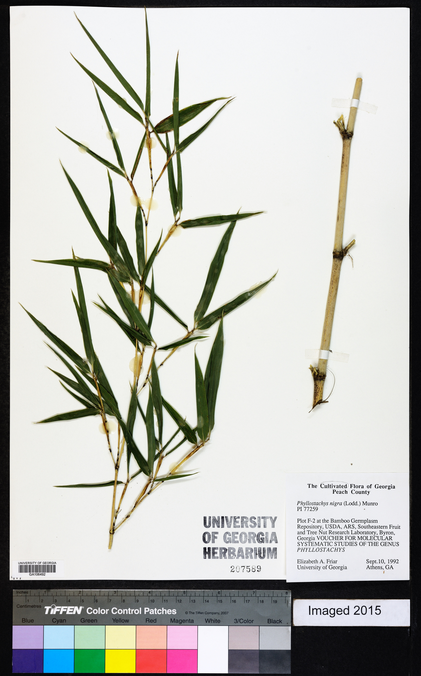 Phyllostachys nigra image