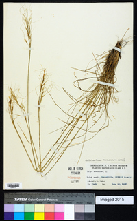 Piptochaetium avenaceum image