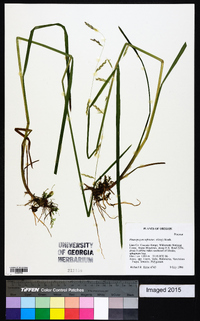 Pleuropogon refractus image