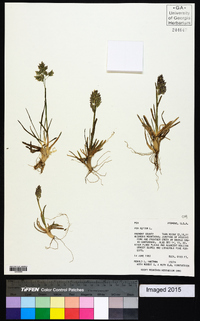 Poa alpina image