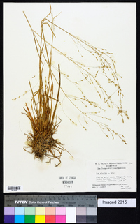 Poa alsodes image