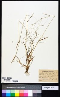 Poa alsodes image