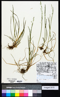 Poa alsodes image