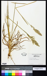 Poa arachnifera image