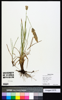 Poa arachnifera image